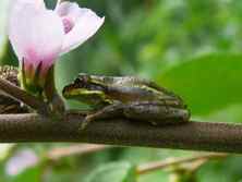 Image of frog sitting on a branch with flowers in the forest'